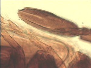 arenbergi Htype 8.jpg