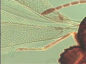 arenbergi Htype 9.jpg