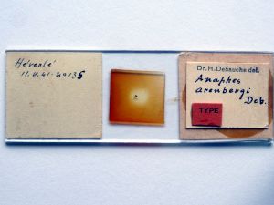 arenbergi Htype s.JPG