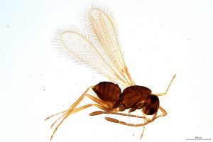 crassipennis  Soyka Htype 0.jpg