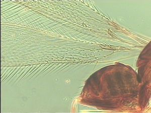 crassipennis Htype 1.jpg