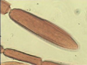 crassipennis Htype 10.jpg