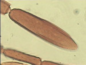 crassipennis Htype 11.jpg