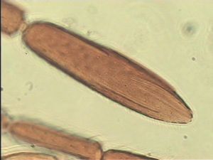 crassipennis Htype 12.jpg