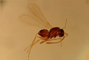 crassipennis Htype 13.jpg