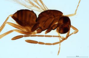 crassipennis Htype 15.jpg