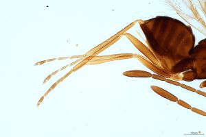 crassipennis Htype 16.jpg