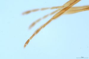 crassipennis Htype 18.jpg