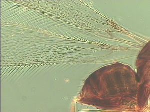 crassipennis Htype 2.jpg