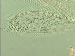 crassipennis Htype 3.jpg