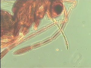 crassipennis Htype 4.jpg