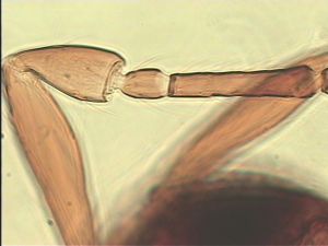 crassipennis Htype 5.jpg