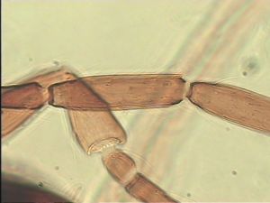 crassipennis Htype 6.jpg