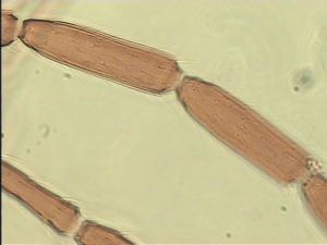 crassipennis Htype 7.jpg