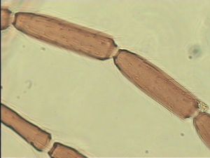 crassipennis Htype 8.jpg