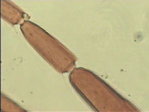 crassipennis Htype 9.jpg