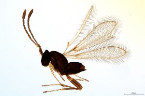 cultripennis Debauche Htype 0.jpg