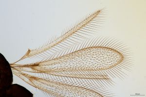 cultripennis Htype 0-1.jpg