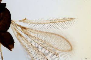 cultripennis Htype 0-2.jpg