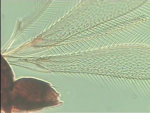 cultripennis Htype 1.jpg