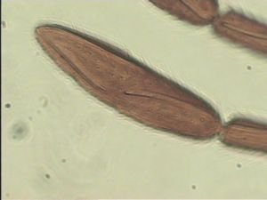 cultripennis Htype 10.jpg