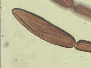 cultripennis Htype 11.jpg