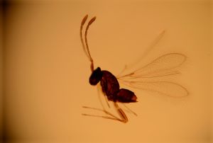 cultripennis Htype 12.jpg