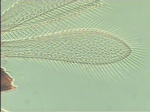 cultripennis Htype 3.jpg