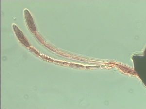 cultripennis Htype 4.jpg