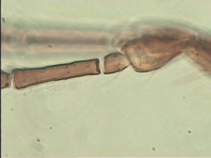 cultripennis Htype 6.jpg