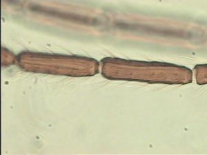 cultripennis Htype 7.jpg