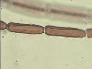 cultripennis Htype 8.jpg