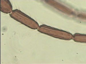 cultripennis Htype 9.jpg