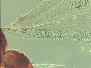 dilatata 'Type' 1.jpg