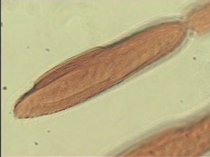 dilatata 'Type' 12.jpg