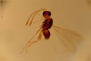 dilatata 'Type' 13.jpg