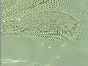 dilatata 'Type' 3.jpg