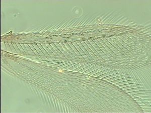 dilatata 'Type' 5.jpg