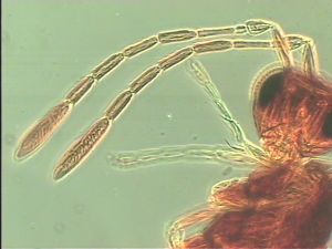 dilatata 'Type' 6.jpg