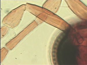 dilatata 'Type' 7.jpg