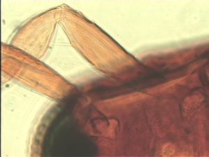 dilatata 'Type' 8.jpg