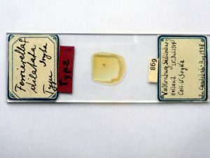 dilatata 'Type' s.JPG