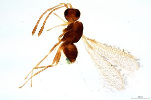 dilatata Soyka 'Type' 0.jpg