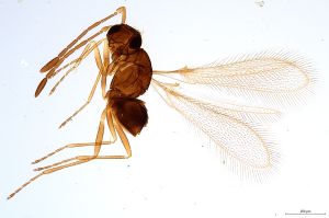 fennicus  Soyka Htype.jpg