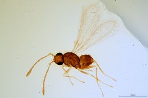 ferrierei  Soyka Htype.jpg