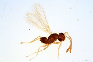 gracillimus  Soyka Htype 0.jpg