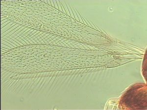 gracillimus Htype 1.jpg