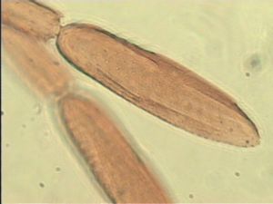 gracillimus Htype 10.jpg