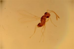 gracillimus Htype 11.jpg