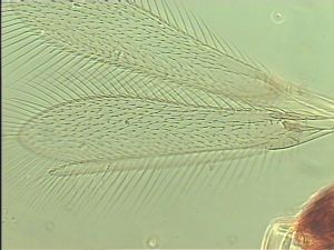 gracillimus Htype 2.jpg